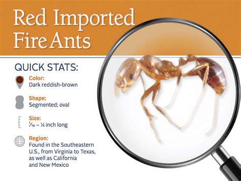 red imported fire ant size